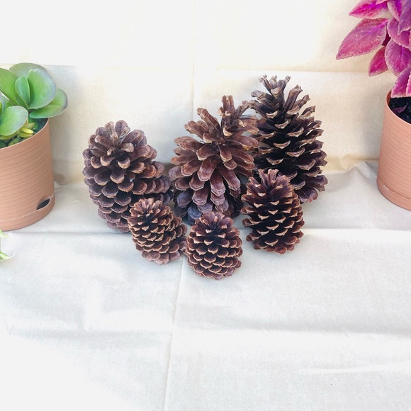 Florida Pine Cones Set Of 6 Clean & Sprayed W/ Clear Gold Finish - Picture 4 of 9